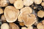 Poptávka na vykoupíme syrové dřevo od vlastníků lesa (Ostatní) - Chrudim