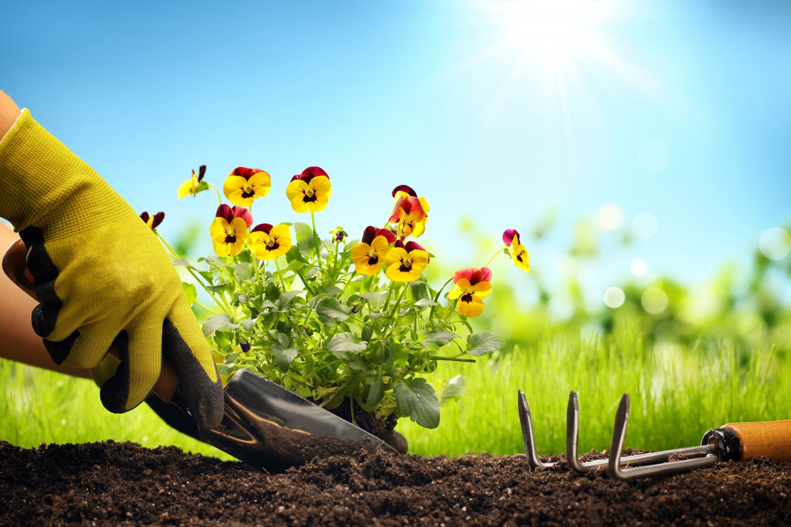Poptávka na údržba okrasné zahrady (Zahradníci) - Znojmo