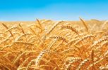 Poptávka na dodávku pšenice (Krmivo) - Kladno