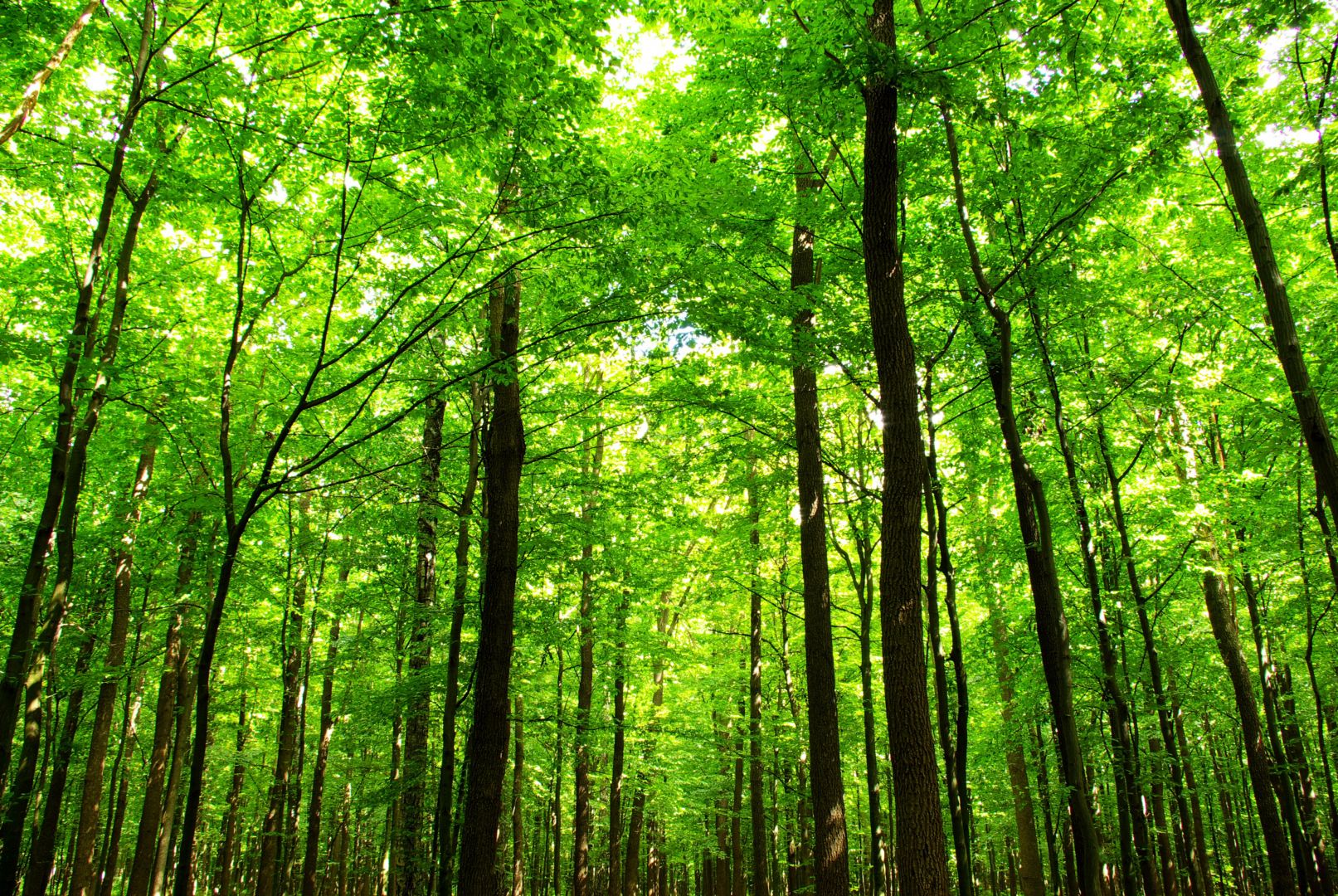 Poptávka na koupi lesa (Ostatní) - Vyškov