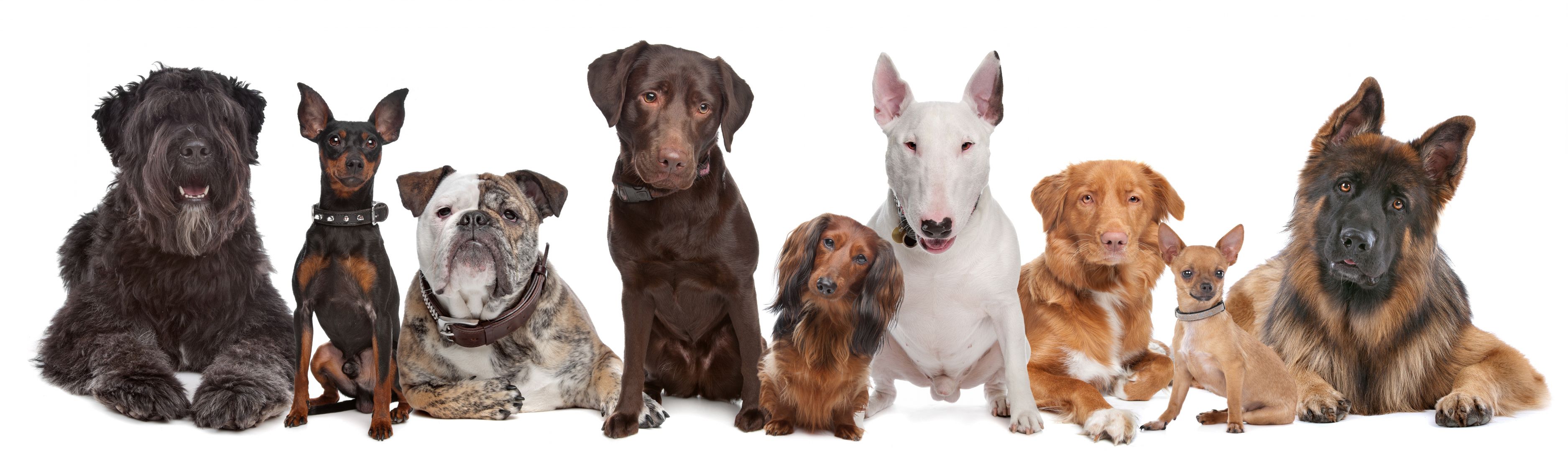 Poptávka na štěně labradora (Zvířata (bažanti, kachny, psi, kočky)) - Rakovník