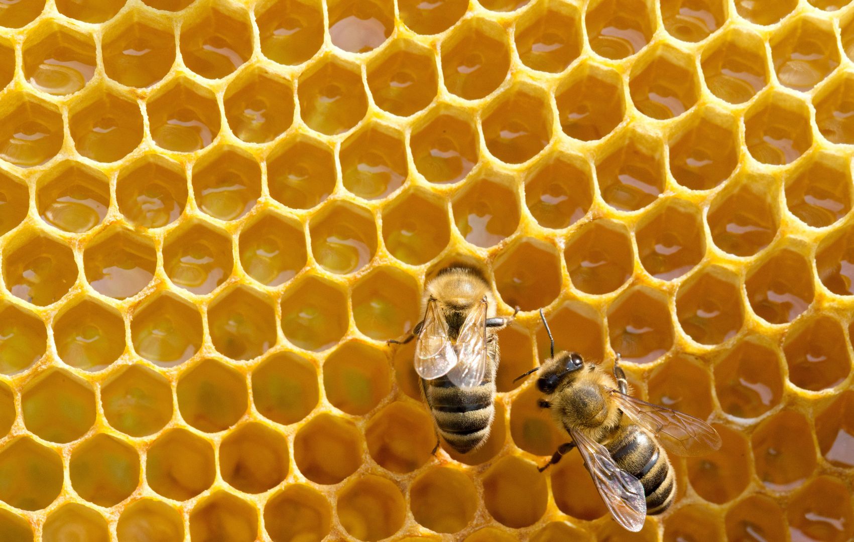 Poptávka na pojištění včelstev (Pojišťovací) - Klatovy