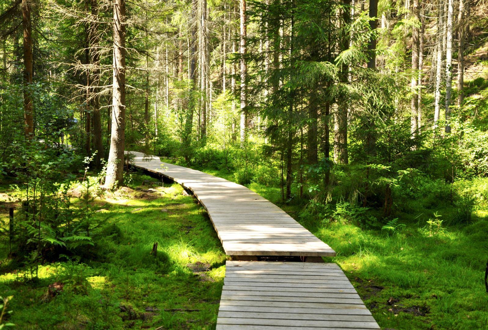 Dendrologický průzkum