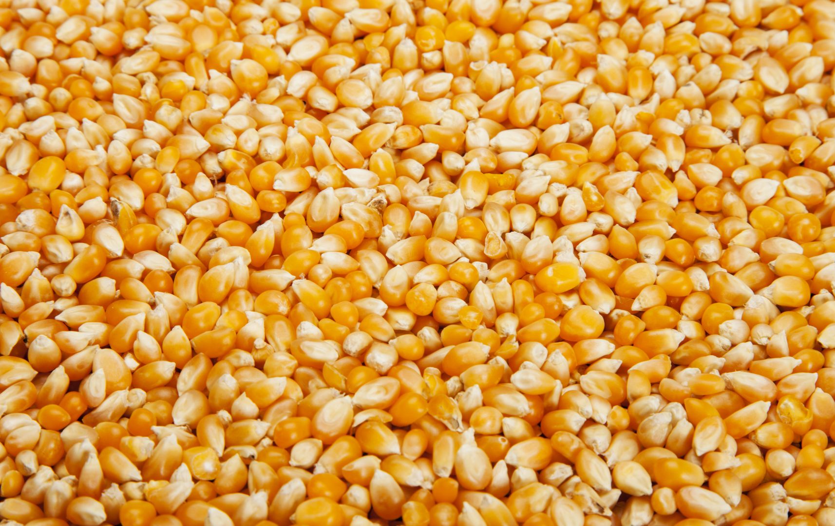 Poptávka na krmnou kukuřici (Zemědělství) - Havlíčkův Brod