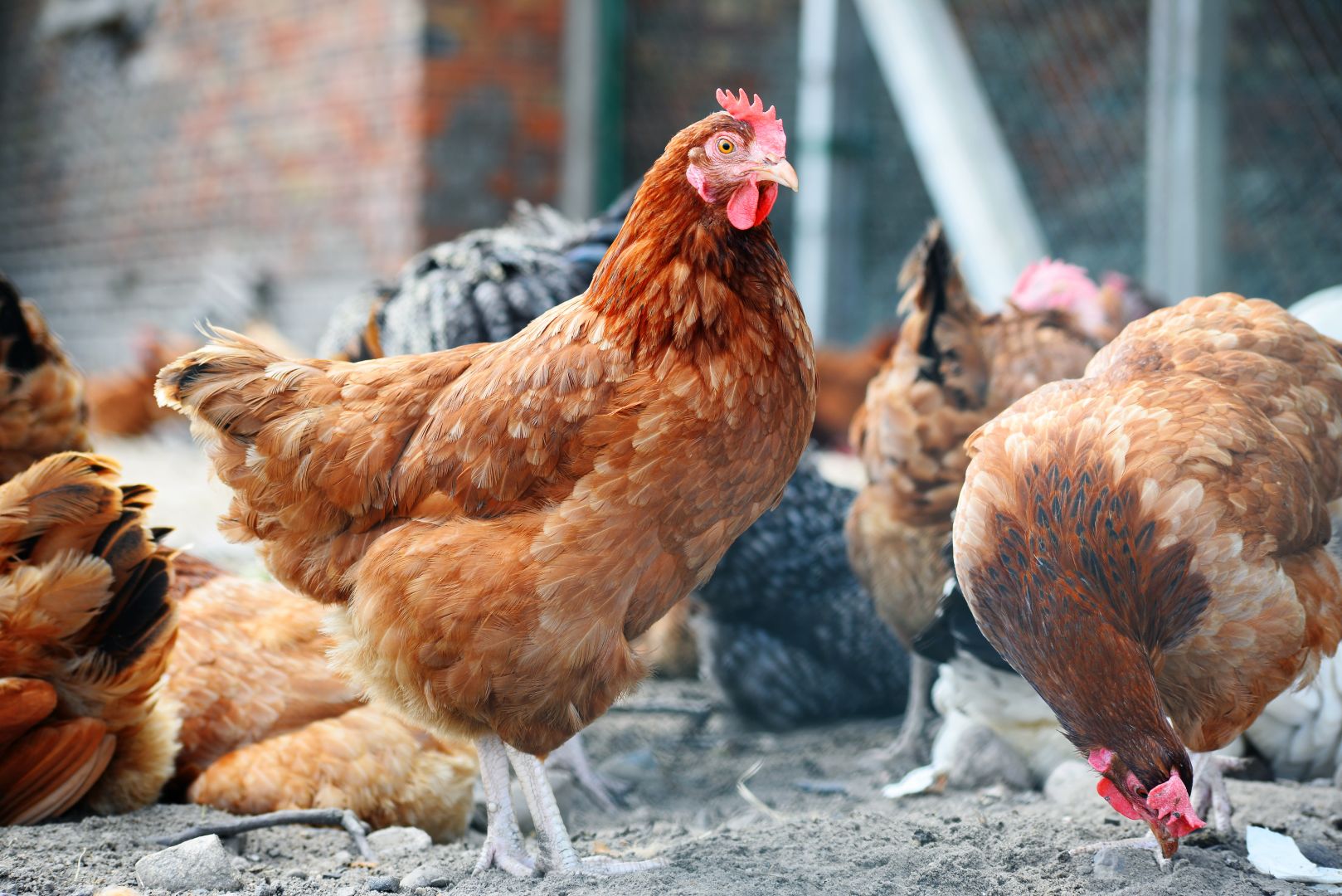 Poptávka na brojlerová kuřata (Zvířata (bažanti, kachny, psi, kočky)) - Teplice