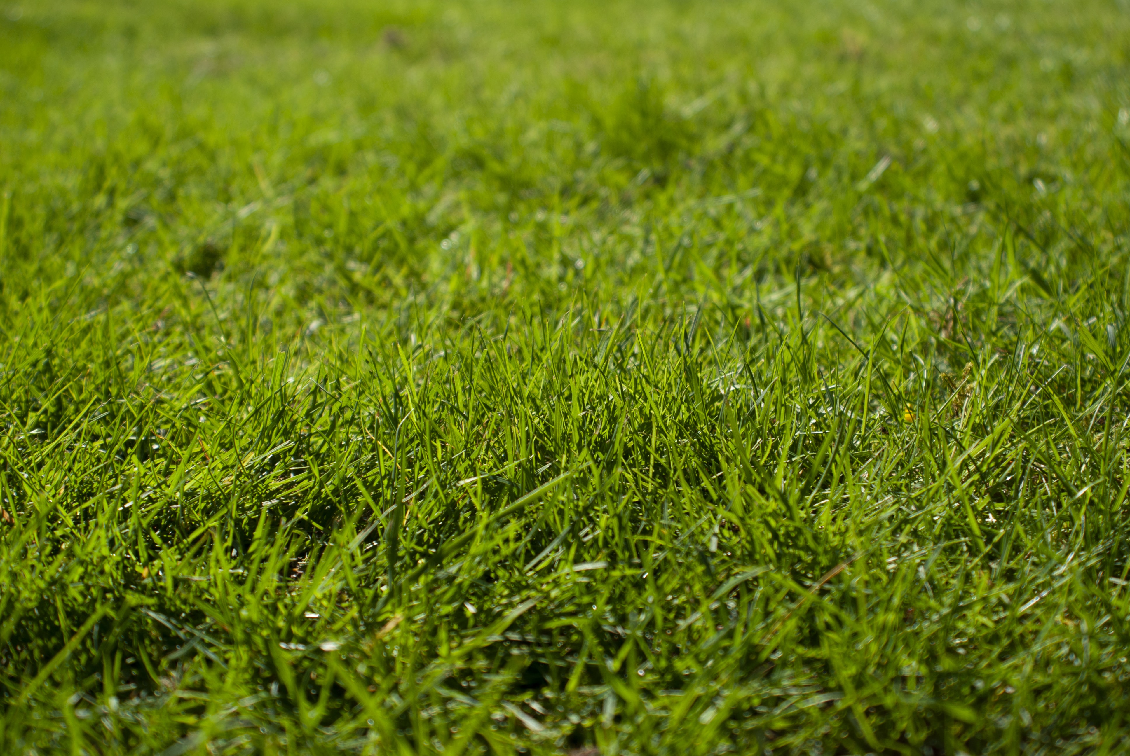 travní koberec mělník