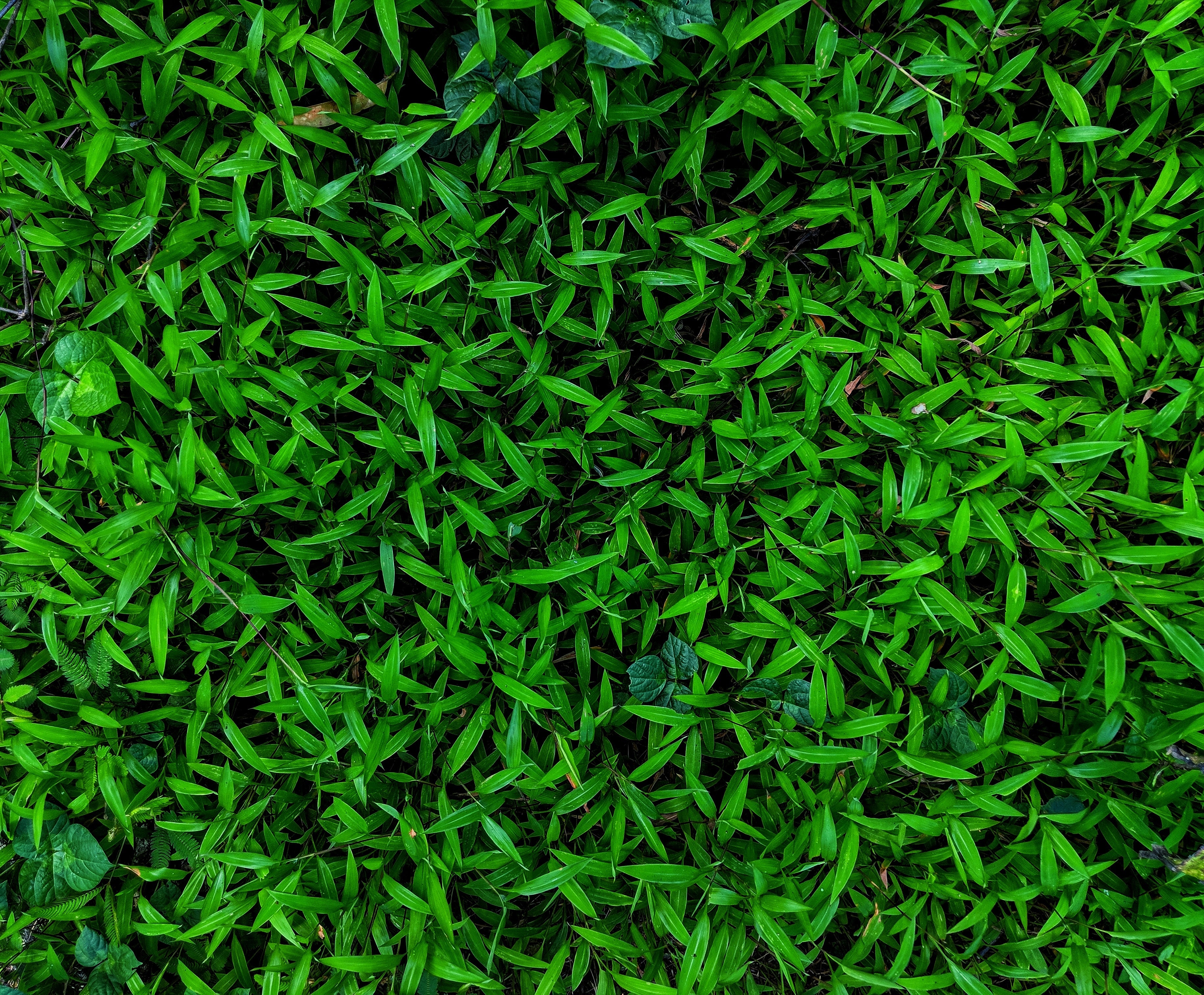 travní koberec brno