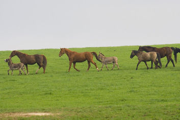 Thumb c34f7a16 ca5f 4b78 9614 a1f5b0b32ffc