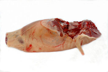 Thumb 846367e7 b59d 4ed5 a39f 50bb4d8f8822