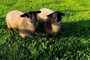 Thumb c108b0c1 e7e1 4ea8 9b45 4cb9efb9b404