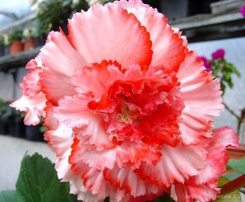 Thumb b2741280 ec81 4415 9c9b 94e118ddeb99